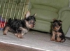 Nice and Outstanding teacup Yorkshire Terrier puppies available for good home